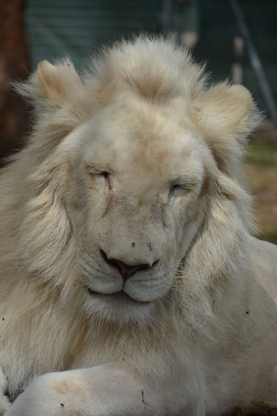 white, lion, close up, animal themes, mammal, one animal, lion - feline HD wallpaper