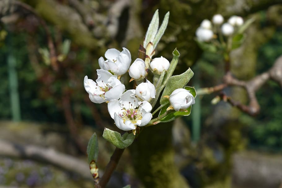 flower, white, white flower, spring, bloom, bianca, flowers HD wallpaper