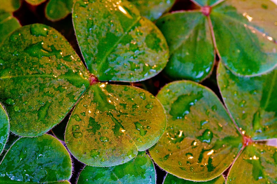 water droplets on green leaves, shamrocks, clover, st patrick's day