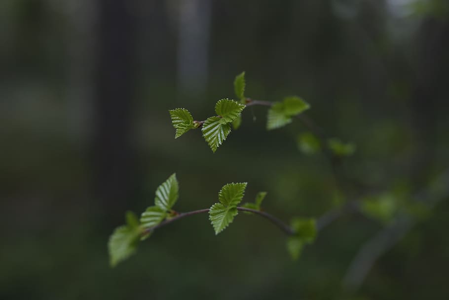 birch leaves, spring, nature, plant part, leaf, green color HD wallpaper