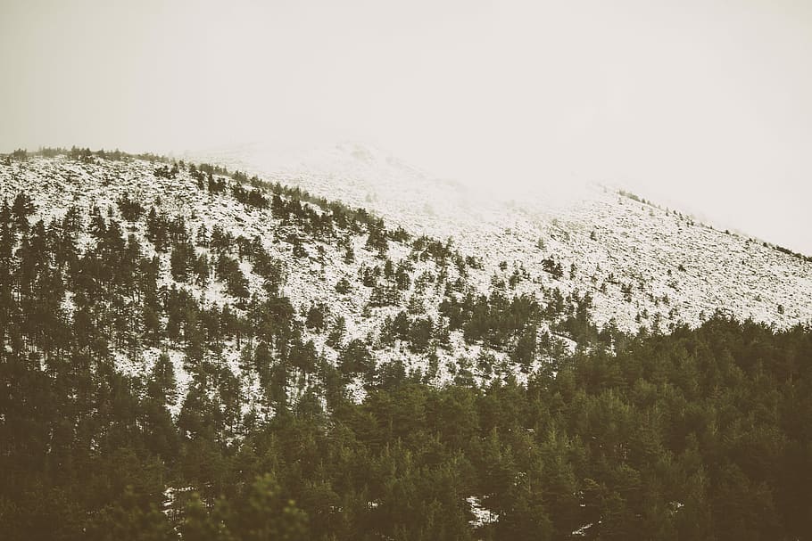 trees on mountain covered with snow during daytime, winter, nature HD wallpaper