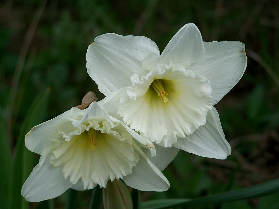 daffodil, spring flower, garden, flowering plant, fragility HD wallpaper