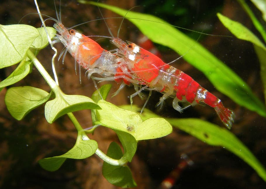 red shrimp, aquarium, freshwater, underwater, animals, animal themes