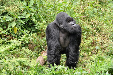 black gorilla in middle of green leafed plants, gorillas, silverback HD wallpaper