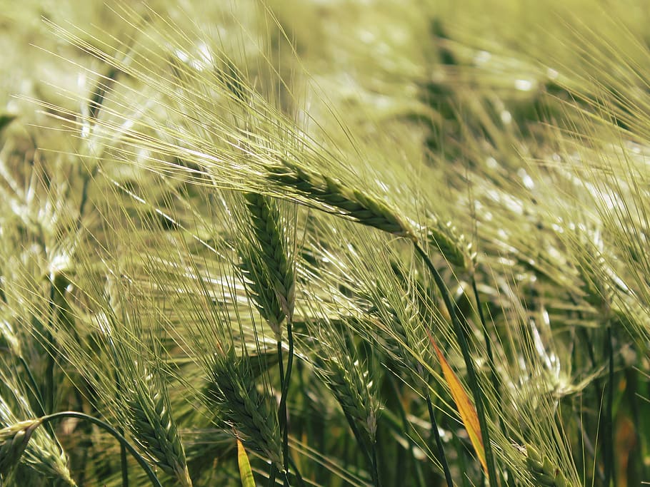 cornfield, cereals, grain, agriculture, nature, summer, spike HD wallpaper