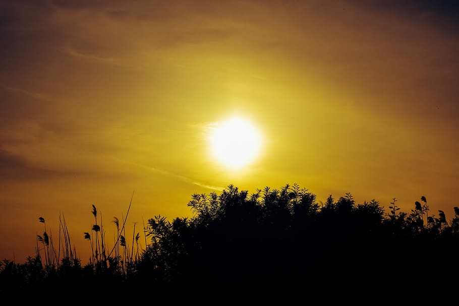 sunset, dusk, landscape, nature, reeds, shadows, afternoon HD wallpaper