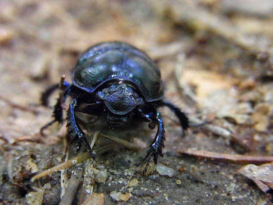 forest dung beetle, anoplotrupes stercorosus, insect, animal, HD wallpaper