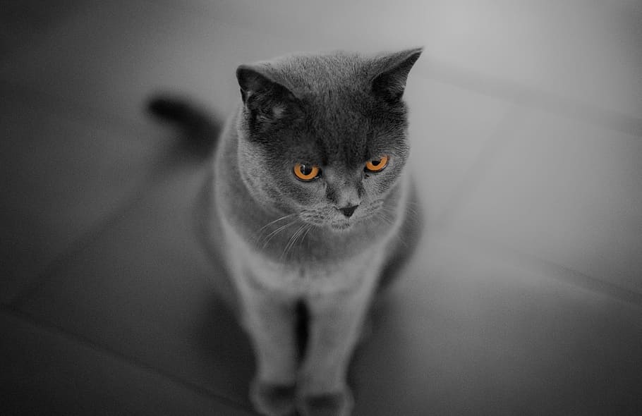 Russian Blue, Cat 1080P, 2K, 4K, 5K HD wallpapers free download ...