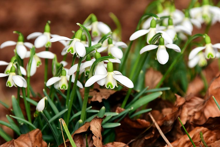 snowdrop, flowers, white, small, spring, spring flowers, early flowering HD wallpaper