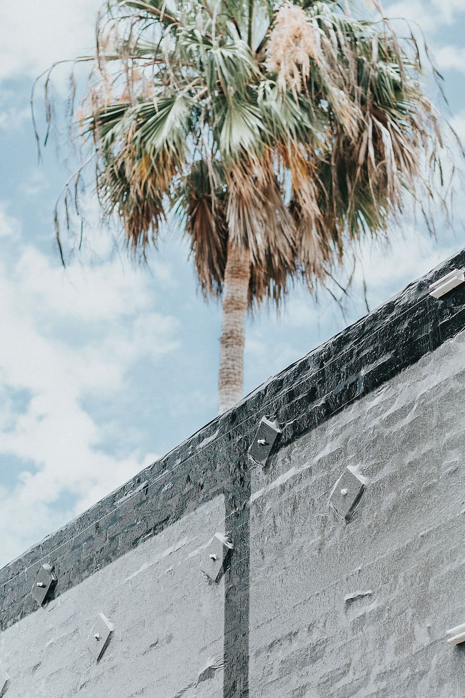 brown and green tree near wall, coconut tree behind wall, palm HD wallpaper