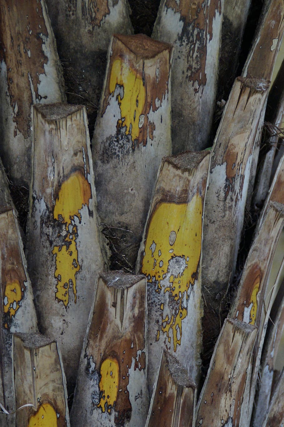 log, palm, palm tree root, tribe, plant, structure, texture HD wallpaper