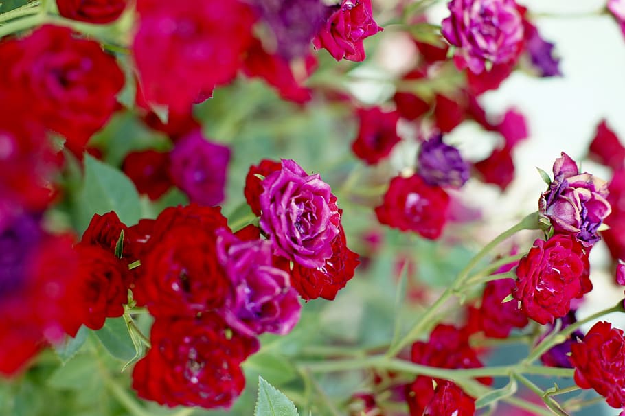 rose, red, freshness, close-up, beauty in nature, plant, growth HD wallpaper