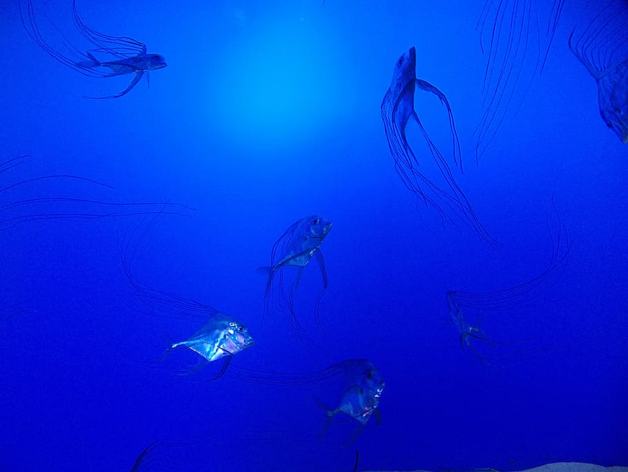 aquarium, fish, blue, underwater, sea, jellyfish, scuba Diving HD wallpaper