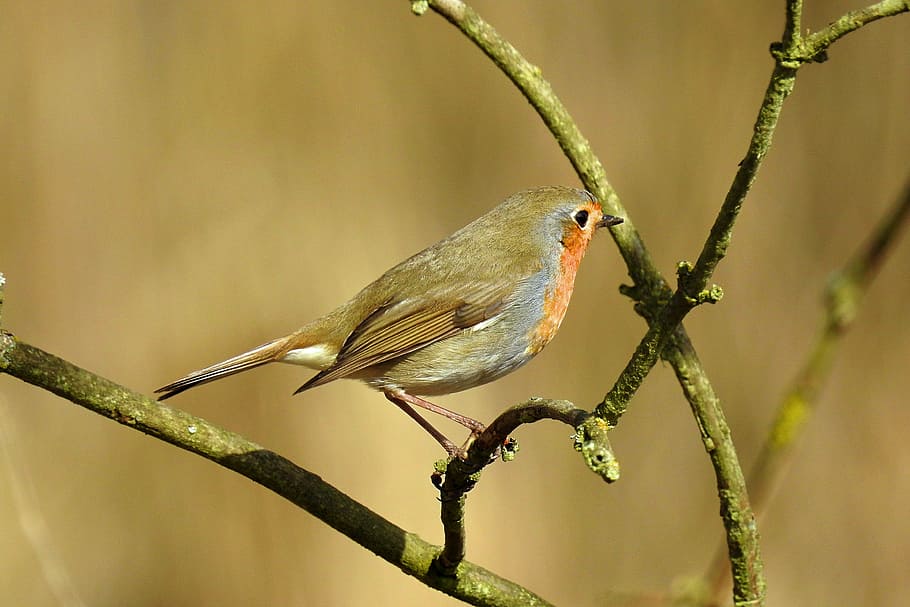 nature, birds, tree, animals, animal wildlife, animal themes HD wallpaper