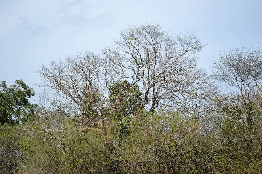 dried trees, dry, sky, forest, sri lanka, mawanella, ceylon HD wallpaper