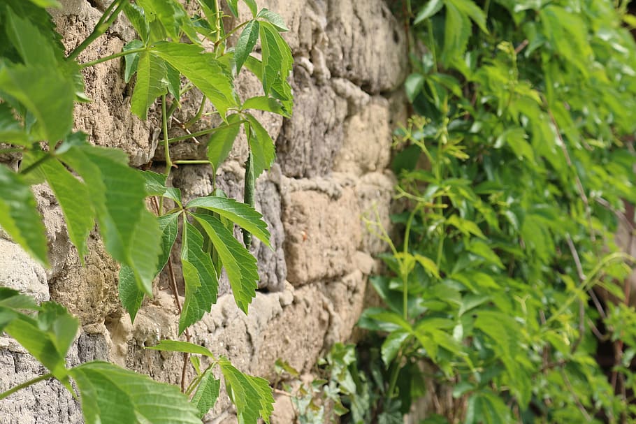 brick, green, leaf, old, plants, rustic, wall, green color HD wallpaper