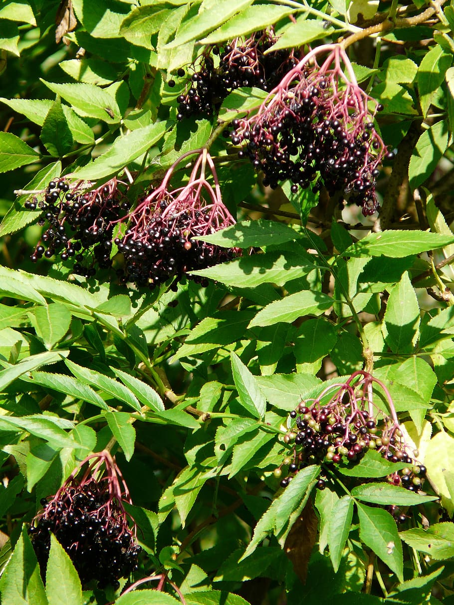 elder, black elderberry, sambucus nigra, holder bush, fruits, HD wallpaper