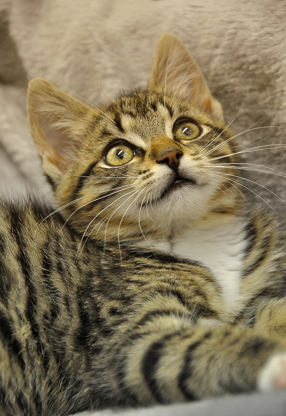 Bengal cat, mieze, mackerel, pet, hangover watched, animal HD wallpaper