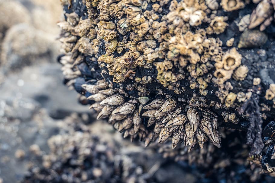 abstract, batch, blur, close-up, dirty, dry, environment, Mossy rocks HD wallpaper