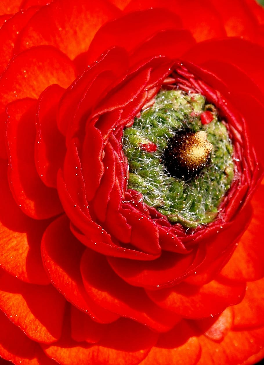 flower, ranunculus, red, macro, nature, petal, close-up, plant HD wallpaper