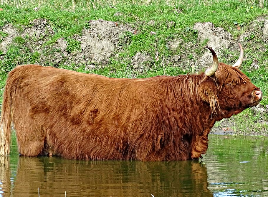 cow, scottish highlanders, water, more, brown, cattle, animal themes, HD wallpaper