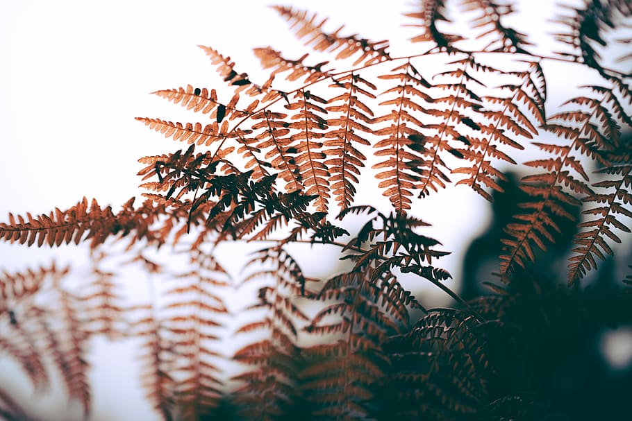 selective focus photography of fern leaves, brown leafed trees under sunny sky HD wallpaper