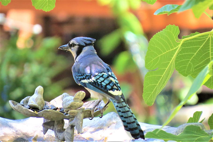 teal, black, and gray bird on top tree branch, blue, white HD wallpaper