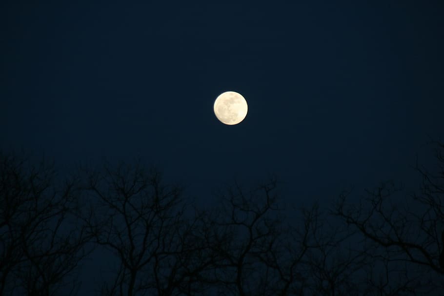 full moon, tree, night, sky, space, astronomy, nature, no people HD wallpaper