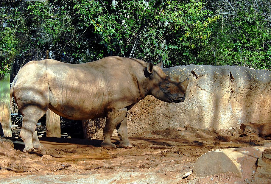 rhino, wildlife, animal, reserve, rhinoceros, mammal, horn
