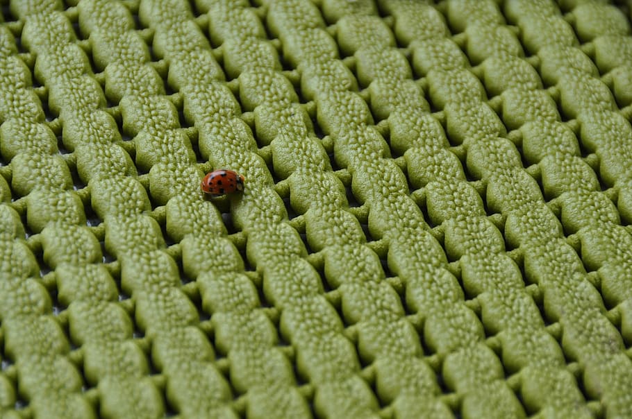 ladybug, green, pad, closeup, insect, red, pattern, full frame HD wallpaper