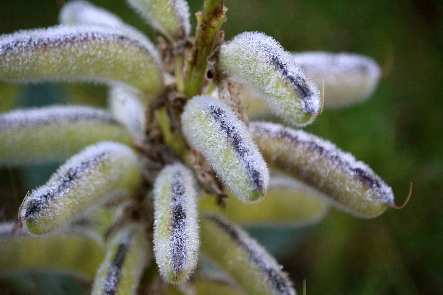 plant, dew, drip, pod, morgentau, close-up, no people, nature HD wallpaper