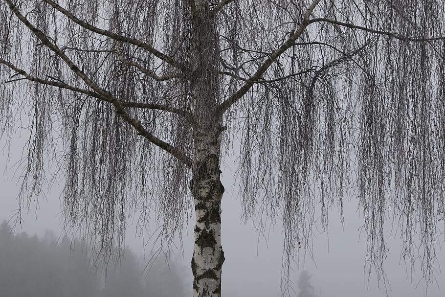 tree, nature, winter, plant, tranquility, no people, bare tree HD wallpaper