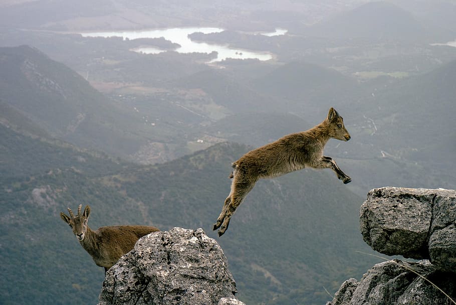 brown goat jumping between the gray rocks, mountain goats, leaping, HD wallpaper