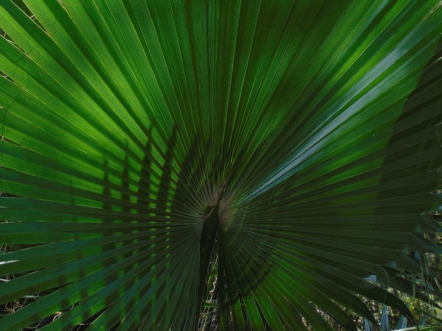 palm tree, palma, green, leaf, plant part, green color, growth HD wallpaper