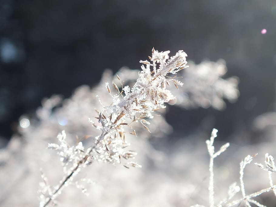 winter, frost, ice, cold temperature, snow, beauty in nature HD wallpaper