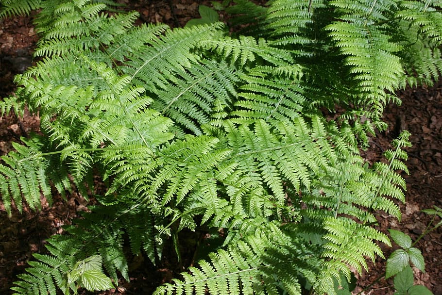 fern, common, green, bright, woods, woodlands, growing, plants HD wallpaper