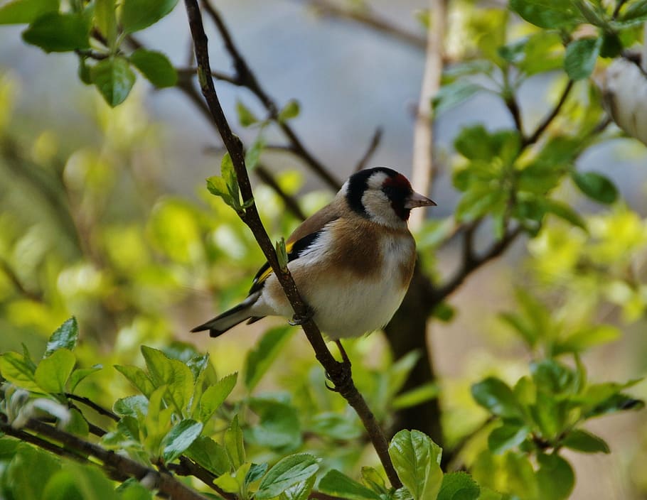 Goldfinch, Bird, Singer, animals in the wild, one animal, animal wildlife HD wallpaper