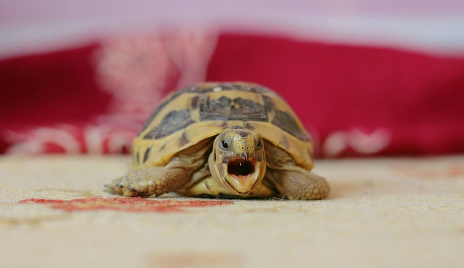 tortoise, puppies, this, animal themes, one animal, animal wildlife HD wallpaper