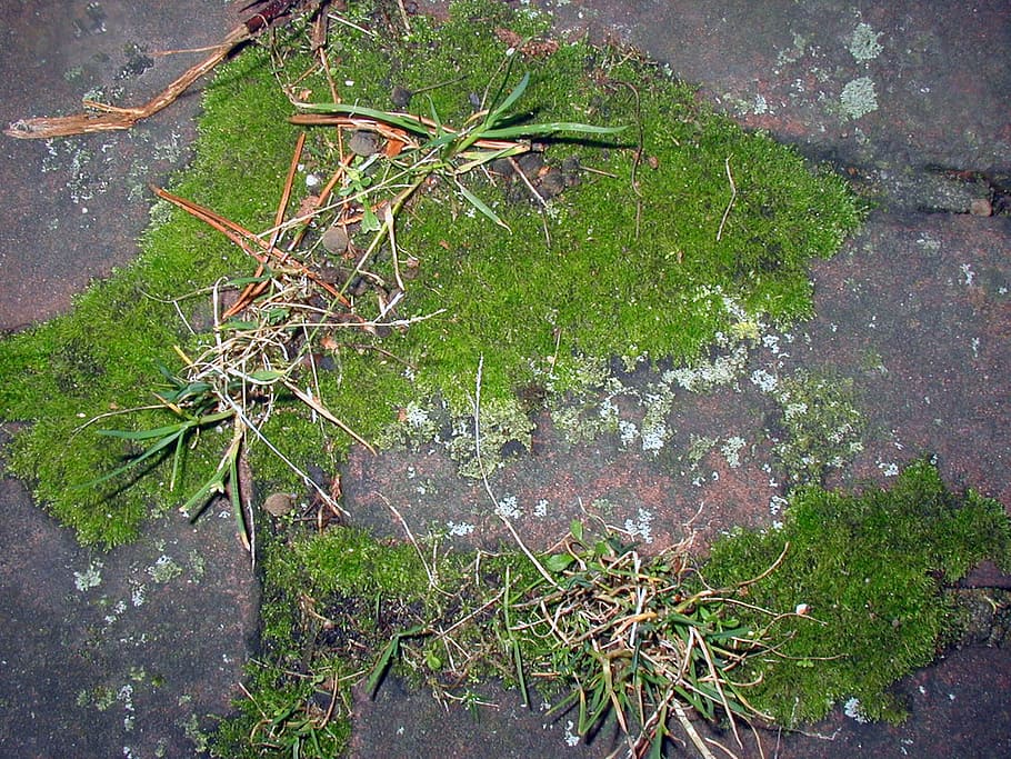 moss, plant, growth, day, high angle view, nature, leaf, plant part HD wallpaper