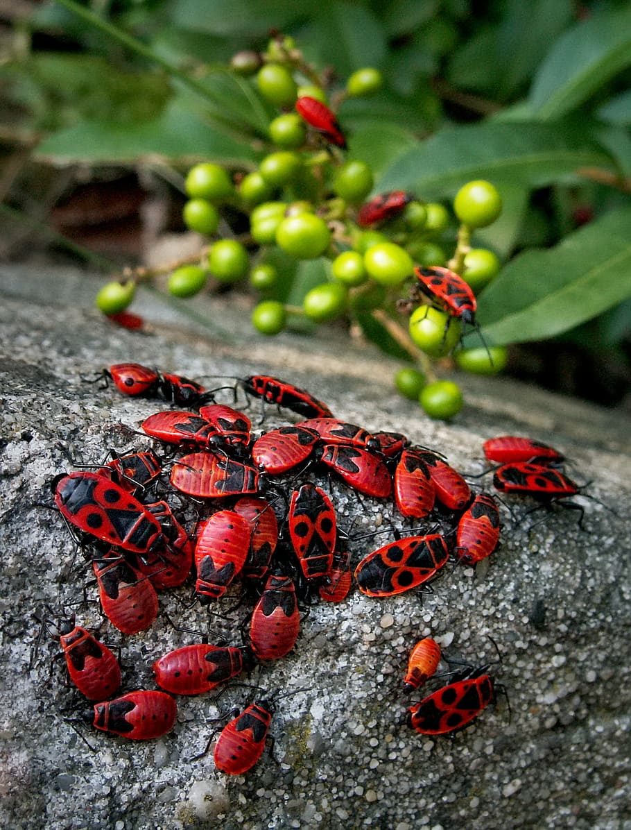 swarm of red firebug, beetles, insects, event, smith wingless HD wallpaper