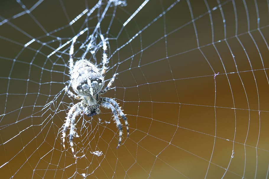 Spider, Network, Cobweb, Lurking, Close, macro, nature, insect, HD wallpaper