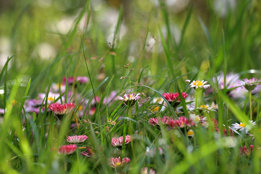 flower, grass, meadow, close-up, flowering plant, beauty in nature HD wallpaper