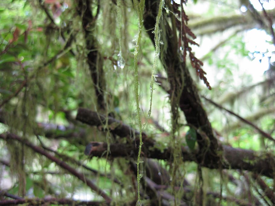moss, trees, branch, lichen, twig, wood, nature, dew, forest HD wallpaper