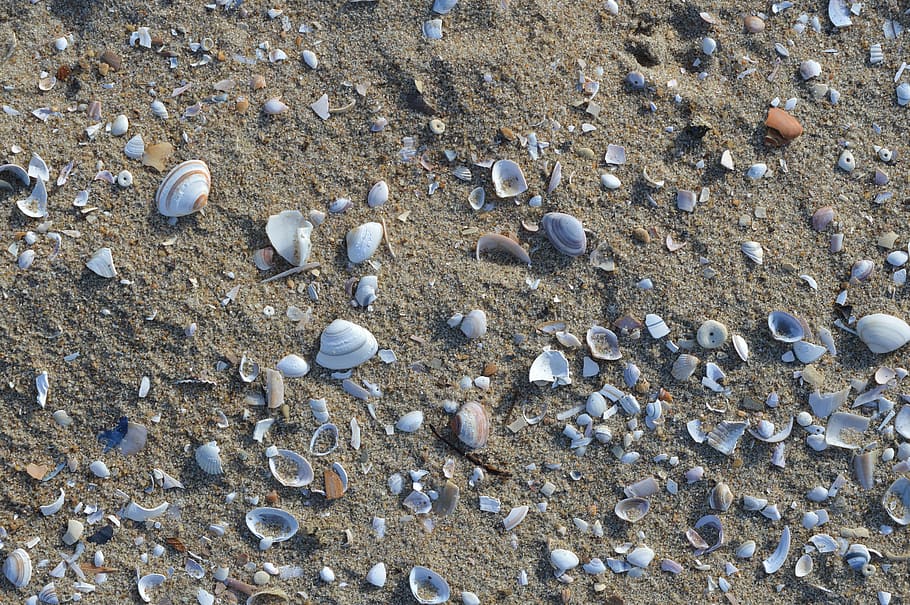 beach, shells, sand, nature, background, shelling, sea, backgrounds HD wallpaper