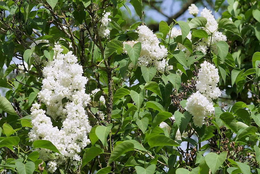 Flowers, Lilac, White, Spring, Garden, nature, lilac branch HD wallpaper