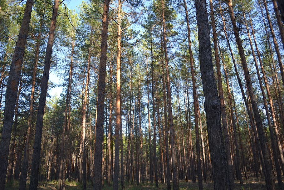 forest, pine, nature, trees, russia, needles, summer, coniferous tree