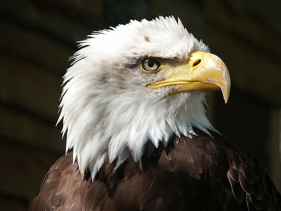 bald eagle illustration, raptor, beak, feathers, animal, bird HD wallpaper