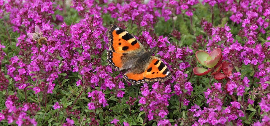 butterfly, insect, flower, flowering plant, one animal, beauty in nature HD wallpaper