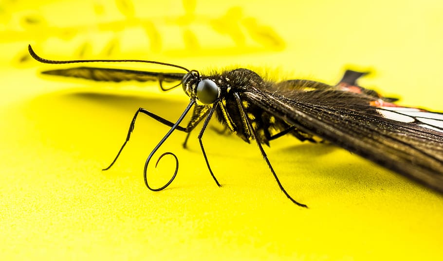 close-up photography winged insect, butterfly, invertebrate HD wallpaper
