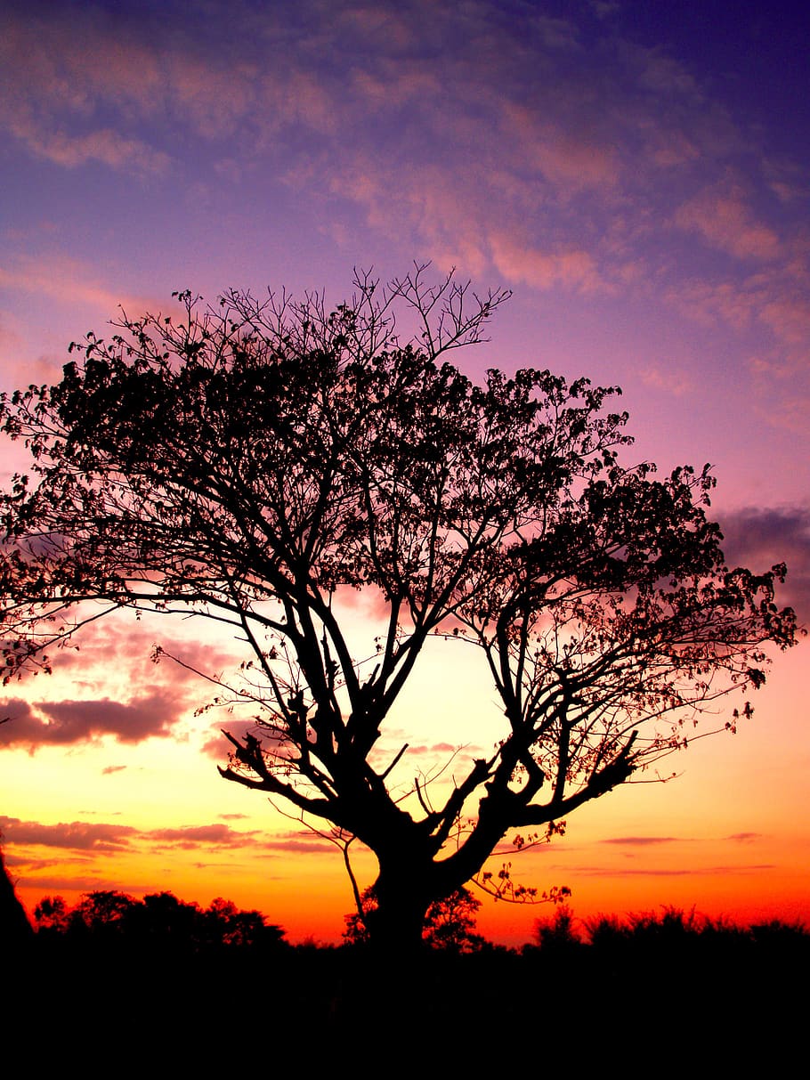tree, branches, tree silhouette, black, forest, sky, outdoors HD wallpaper